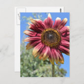 Rote Sonnenblume Postkarte (Vorne/Hinten)