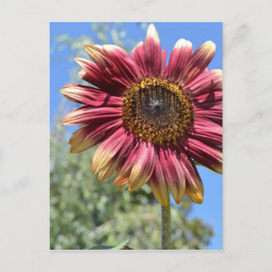 Rote Sonnenblume Postkarte