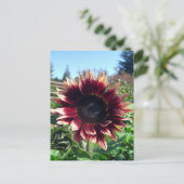 Rote Sonnenblume Postkarte (Stehend Vorderseite)