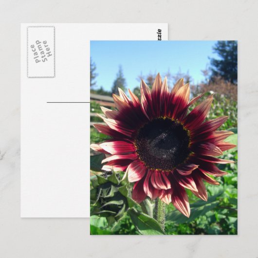 Rote Sonnenblume Postkarte (Vorne/Hinten)