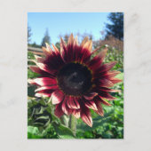 Rote Sonnenblume Postkarte (Vorderseite)