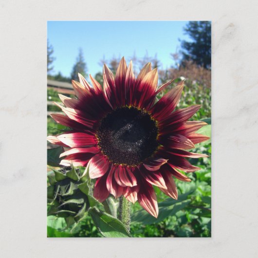 Rote Sonnenblume Postkarte (Vorderseite)