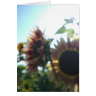 Rote Sonnenblumen an einem sonnigen Tag