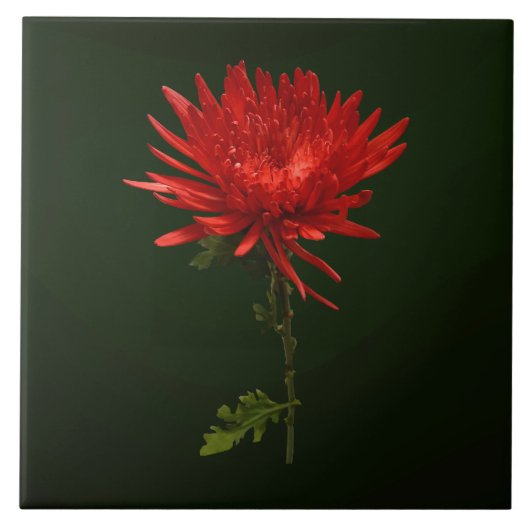 Rote Spinne Chrysantheme Fliese (Vorderseite)