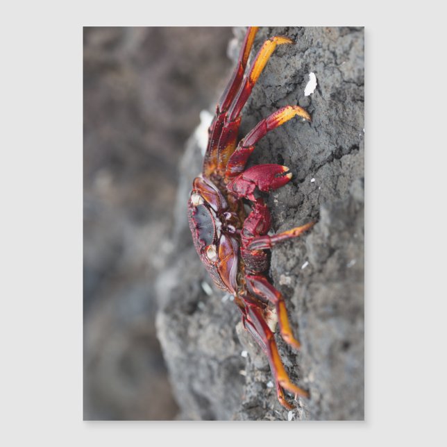 Rote Steinkrabbe Magnetkarte (Vorderseite)