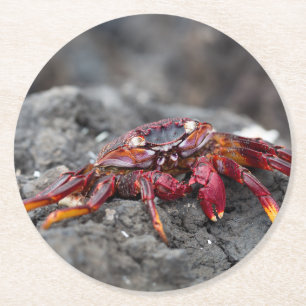Rote Steinkrabbe Runder Pappuntersetzer