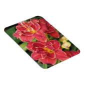 Rote Taglilien Magnet (Rechte Seite)