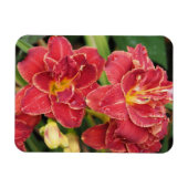 Rote Taglilien Magnet (Horizontal)