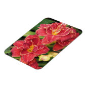 Rote Taglilien Magnet (Linke Seite)