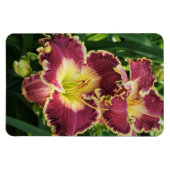 Rote Taglilien Magnet (Horizontal)