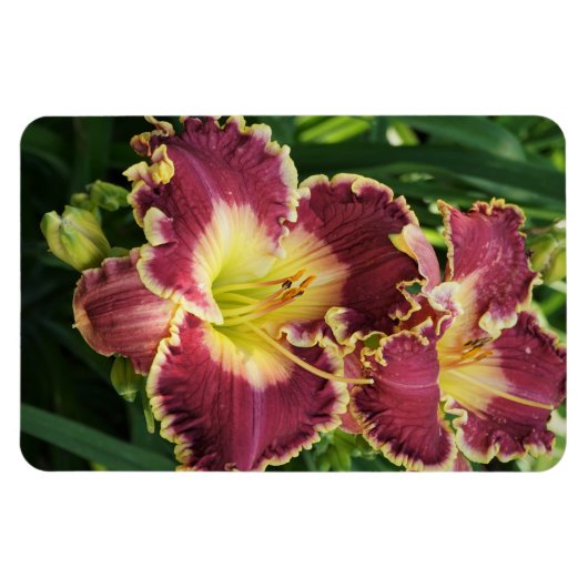 Rote Taglilien Magnet (Horizontal)