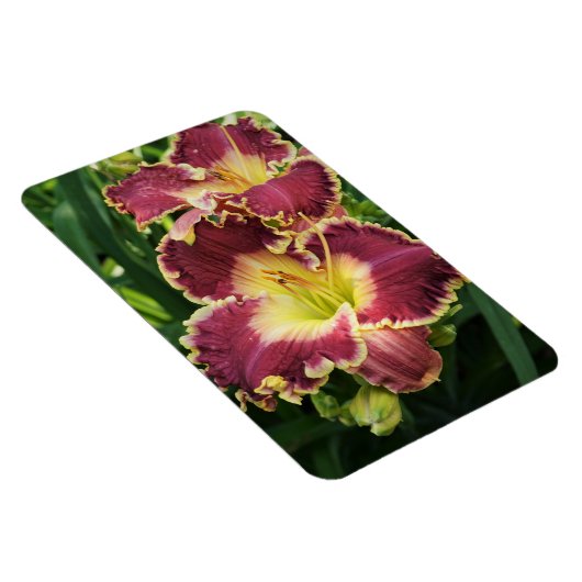 Rote Taglilien Magnet (Rechte Seite)