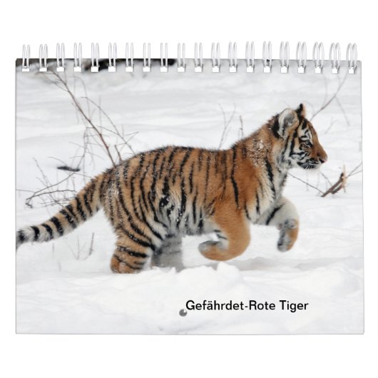 Rote Tiger als Kalender (Titelbild)