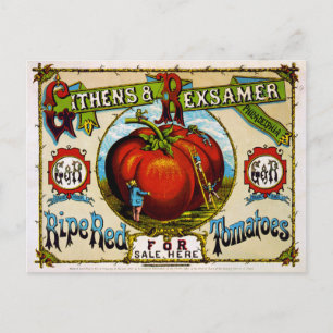 Rote Tomaten/Paradeiser für den Verkauf hier, c.18 Postkarte