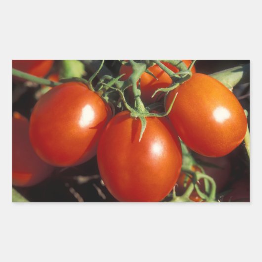 Rote Tomaten Rechteckiger Aufkleber (Vorderseite)