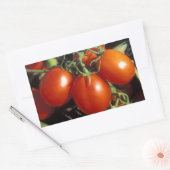 Rote Tomaten Rechteckiger Aufkleber (Umschlag)