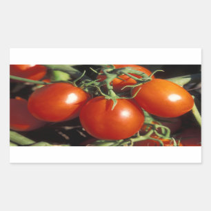 Rote Tomaten Rechteckiger Aufkleber