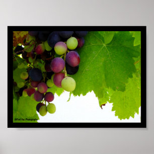 Rote Trauben am Weinstock Poster