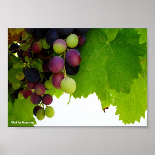Rote Trauben am Weinstock Poster (Vorne)