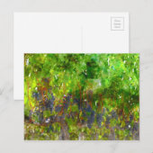 Rote Trauben am Weinstock Postkarte (Vorne/Hinten)