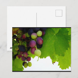 Rote Trauben am Weinstock Postkarte