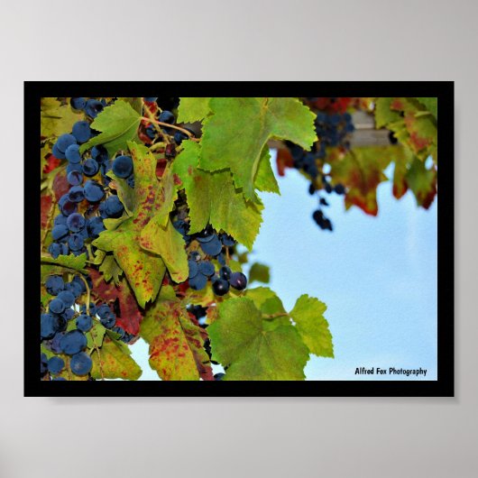 Rote Trauben Blauer Himmel Poster (Vorne)