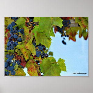 Rote Trauben Blauer Himmel Poster
