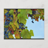 Rote Trauben Blauer Himmel Postkarte (Vorderseite)