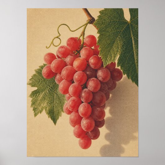 rote Trauben Stillleben Vintage Poster (Vorne)
