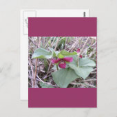 Rote Trillien Postkarte (Vorne/Hinten)