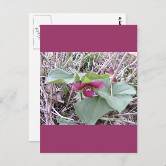 Rote Trillien Postkarte (Vorne/Hinten)