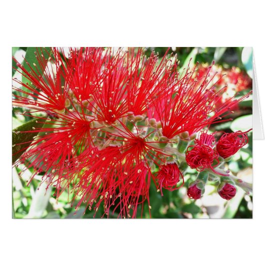 Rote Tropenflora der Bottlebrush-Blume (Vorderseite (Horizontal))