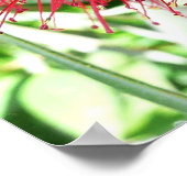 Rote Tropenflora der Bottlebrush-Blume Poster (Ecke)