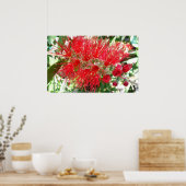 Rote Tropenflora der Bottlebrush-Blume Poster (Küche)