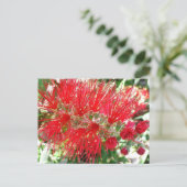 Rote Tropenflora der Bottlebrush-Blume Postkarte (Stehend Vorderseite)