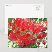 Rote Tropenflora der Bottlebrush-Blume Postkarte (Vorne/Hinten)