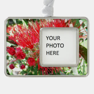 Rote Tropenflora der Bottlebrush-Blume Rahmen-Ornament Silber
