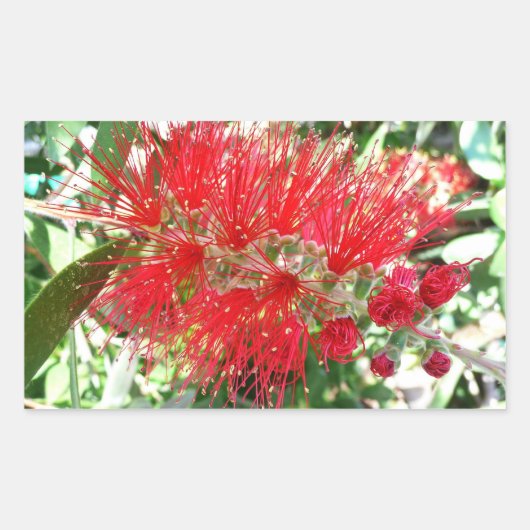 Rote Tropenflora der Bottlebrush-Blume Rechteckiger Aufkleber (Vorderseite)