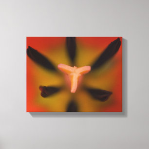 Rote Tulip-Blume Nah Leinwanddruck