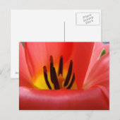 Rote Tulip Blume Postkarten Garten (Vorne/Hinten)