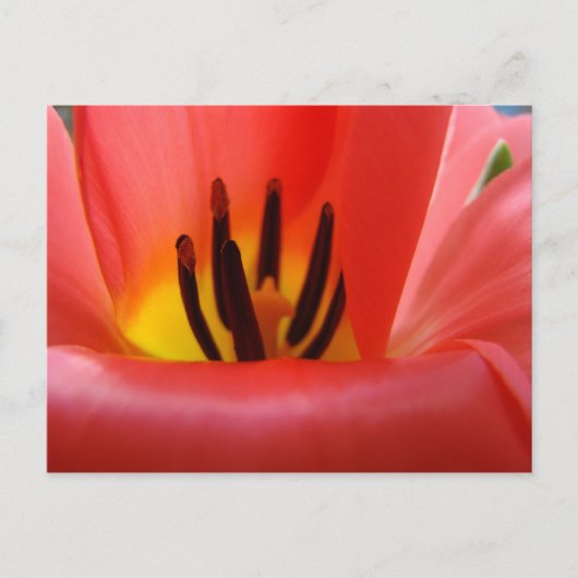 Rote Tulip Blume Postkarten Garten (Vorderseite)
