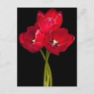 Rote Tulip Blume Schwarzer Hintergrund Blüte Postkarte
