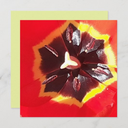 Rote Tulip-Flachkarte (Vorne/Hinten)