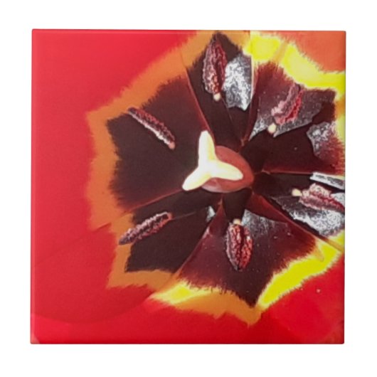 Rote Tulip Keramik Tile Fliese (Vorderseite)