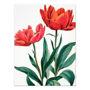 Rote Tulips auf Weiß Fotodruck
