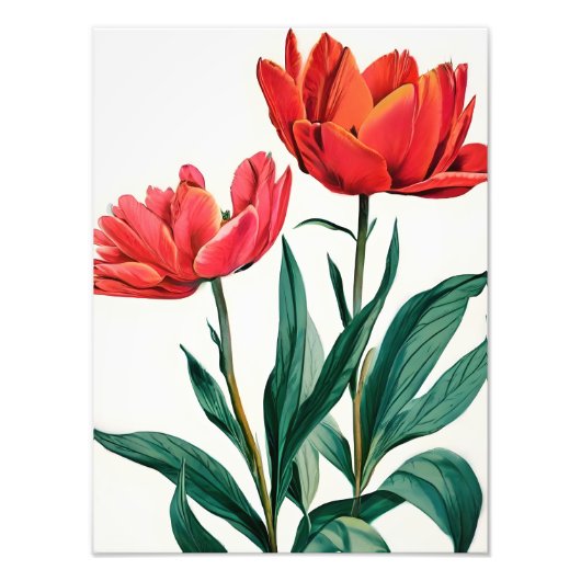 Rote Tulips auf Weiß Fotodruck (Vorne)