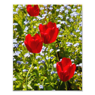 Rote Tulips in den Feldern Fotodruck