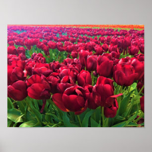 Rote Tulips in einem Feld, Oregon Poster