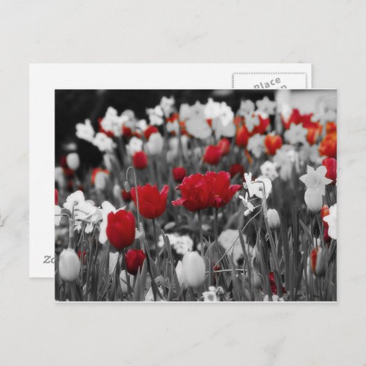 Rote Tulissen gegen Schwarz und Weiß Postkarte (Vorne/Hinten)