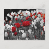 Rote Tulissen gegen Schwarz und Weiß Postkarte (Vorderseite)